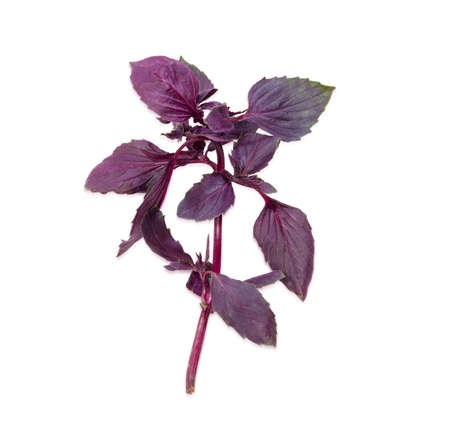 Single sprig of fresh purple basil on a light backgroundの写真素材