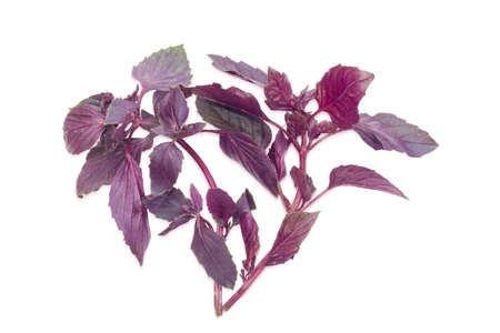 Two sprigs of fresh purple basil on a light backgroundの写真素材