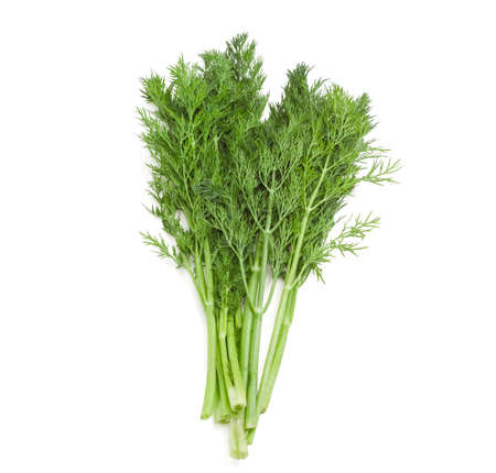 Bundle of fresh green dill on a light backgroundの写真素材