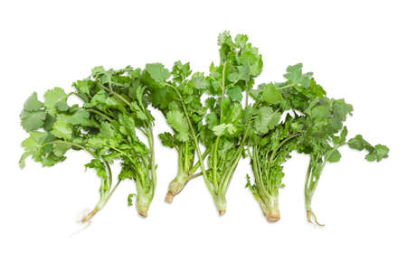 Several stalks of a fresh green coriander with roots on a light backgroundの写真素材