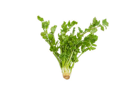 Stem of fresh green coriander on a light backgroundの写真素材