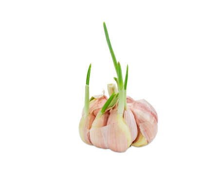 Sprouting garlic with green sprouts on a light background closeupの写真素材