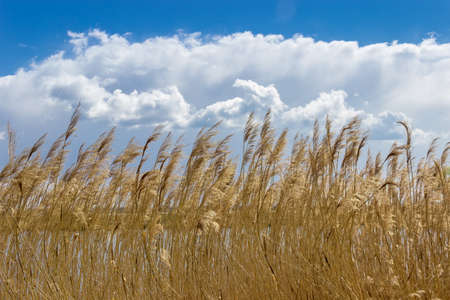 Reeds with panicles around a lake on the background of sky with clouds in spring sunny day.の写真素材