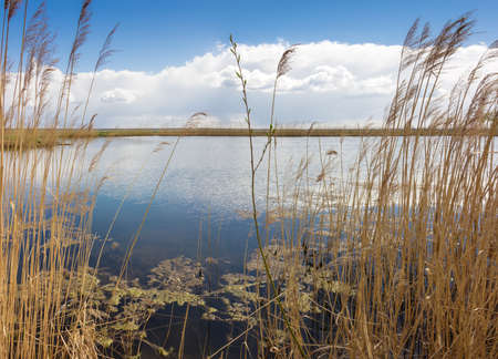 Lake with coasts, overgrown with reeds and willow stalk in the center on the background of sky with clouds in spring sunny dayの写真素材
