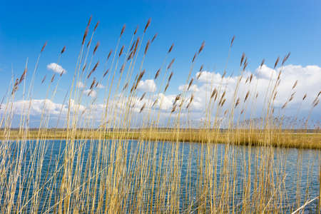 Lake surface covered with ripples through the stems of reeds with panicles on the background of sky in spring sunny day.の写真素材