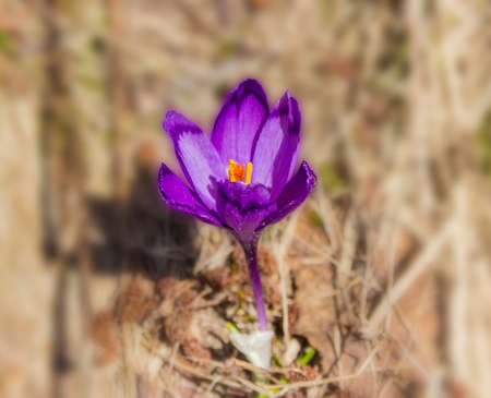 Single purple flower of crocus vernus with petals covered with pollen on blurred background. Carpathians.の写真素材