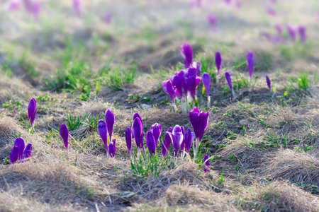 Mountain slope with flowering crocuses vernus among the withered and young grass spring in the Carpathiansの写真素材
