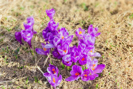 Several purple flowers of crocus vernus with petals covered with pollen against the backdrop of withered grassの写真素材