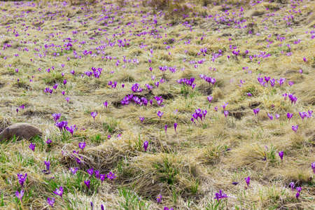 Mountain slope with flowering crocuses vernus among the withered and young grass spring in the Carpathiansの写真素材