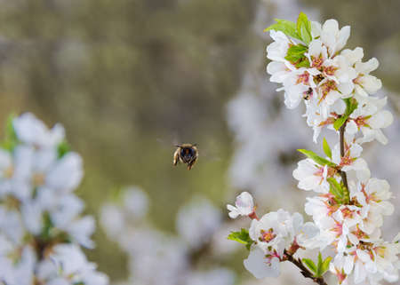 Honey bee in flight closeup and flowering branches of cherry on the blurry background
