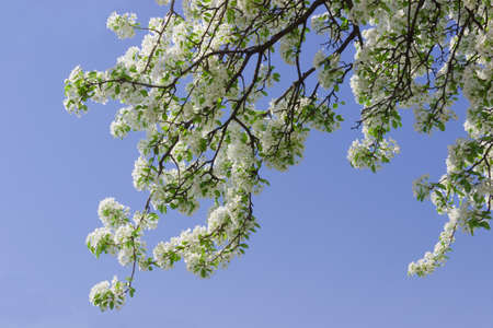 Flowering branches of old pear tree against the skyの写真素材