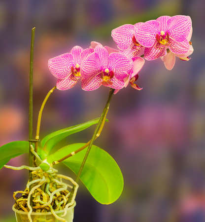 Two stems of orchid with purple flowers on a blurred backgroundの写真素材