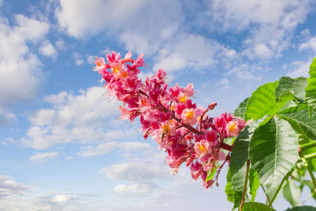 Panicle with flowers of red horse-chestnut against the sky with cloudsの写真素材