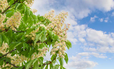 Branches of blooming horse-chestnuts with flowers against the sky with cloudsの写真素材