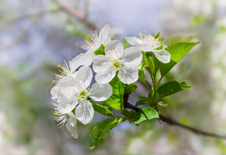 Branch of a  cherry tree  with flowers and fresh leaves on a blurred background on a sunny dayの写真素材