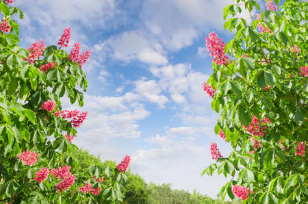 Branches of blooming red horse-chestnuts  with flowers against the sky with cloudsの写真素材