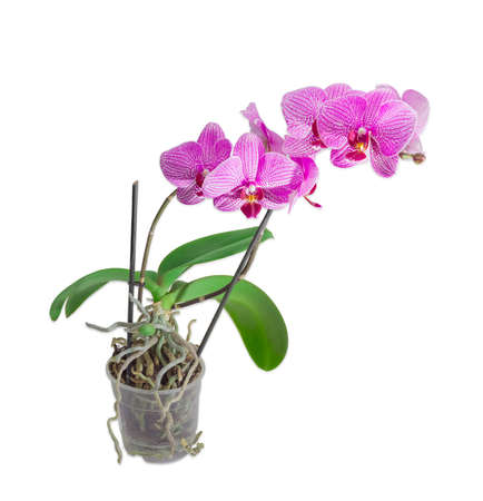Phalaenopsis orchid with purple flowers on two stems in a transparent plastic flower pot on a light backgroundの写真素材