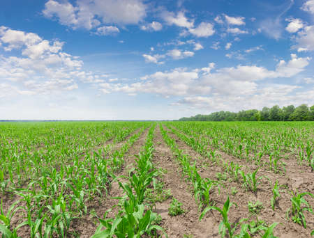 Field with young stalks of maize against the sky with clouds in a spring dayの写真素材
