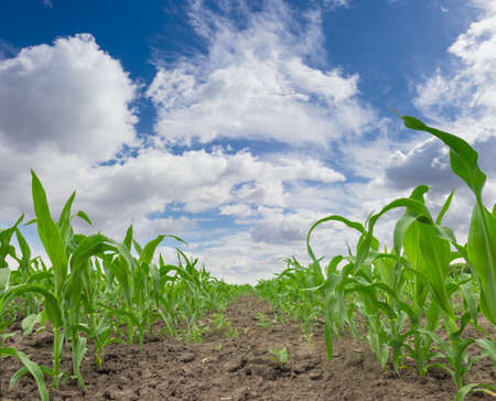 Young stalks and leaves of maize on a corn field against the sky with clouds closeup in a spring dayの写真素材