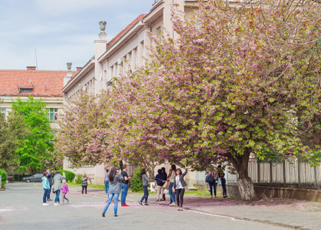 People are photographed against the background of the japanese cherry on a street in the city of Uzhgorod during cherry blossom. Zakarpattia Oblast, Ukraine.のeditorial素材