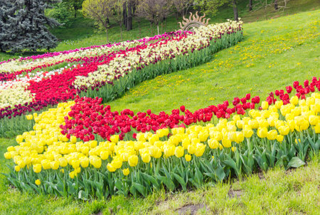 Kiev, Ukraine - April 23, 2016: Multicolored tulips in the landscape park on a tulips exhibitionのeditorial素材