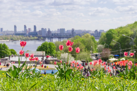Kiev, Ukraine - April 23, 2016: Several pink tulips in the landscape park during tulips exhibition on blurred background of the river, the bridge and the city building. Kiev, Ukraine.のeditorial素材