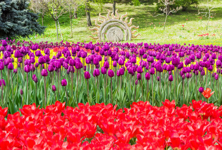 Kiev, Ukraine - April 23, 2016: Multicolored tulips in the landscape park during tulips exhibition. Kiev, Ukraine.のeditorial素材