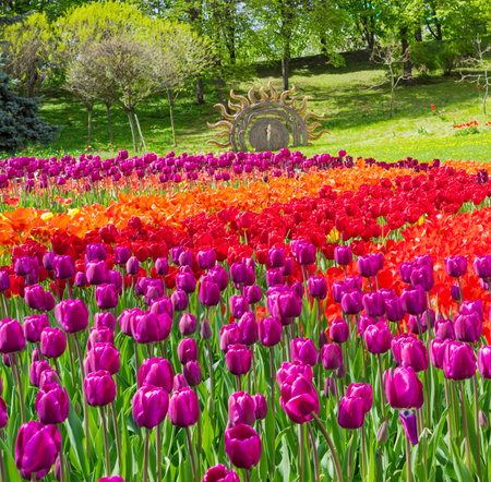 Kiev, Ukraine - April 23, 2016: Multicolored tulips on flower bed on the background of the trees of landscape park during tulips exhibition. Kiev, Ukraine.のeditorial素材