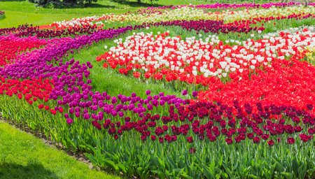 Kiev, Ukraine - April 23, 2016: Flower bed of multicolored tulips on the background of the trees of landscape park on tulips exhibition. Kiev, Ukraine.のeditorial素材