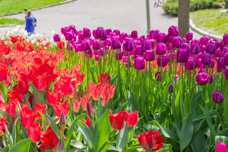 Kiev, Ukraine - April 23, 2016: Red and purple tulips on flower bed on the background of the track with the visitors of tulips exhibition. Kiev, Ukraine.のeditorial素材