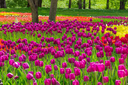 Kiev, Ukraine - April 23, 2016: Multicolored tulips on flower bed on the background of the trees of landscape park during tulips exhibition. Kiev, Ukraine.のeditorial素材