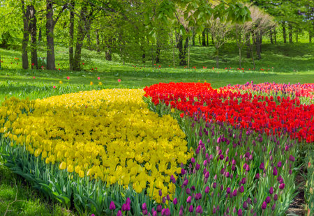 Kiev, Ukraine - April 23, 2016: Flower bed of multicolored tulips on the background of the trees of landscape park on tulips exhibition. Kiev, Ukraine.のeditorial素材