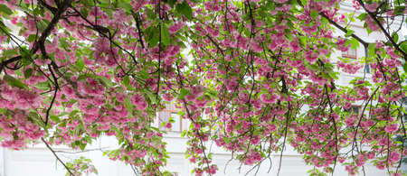 Panorama of a hanging down the branches of cherry blossom (serrulate cherry) with delicate pink...