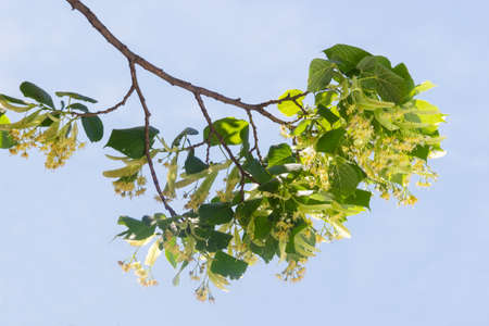 Branch of linden with inflorescences and leaves during the flowering against the background of the skyの写真素材
