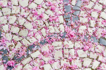 Pavement, made from cobblestone two colors, strewn with fallen petals of cherry blossoms closeupの写真素材