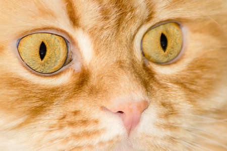 Fragment of a red house cat muzzle with eyes and nose closeupの写真素材