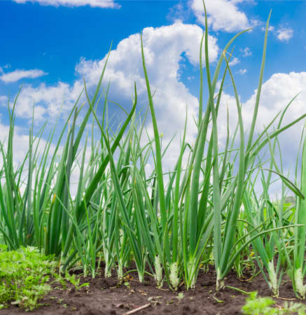 Growing green onion stalks in the vegetable garden against the sky with cloudsの写真素材