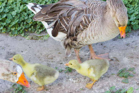 Two goslings of domestic gray geese and partially two adult birds on a grass backgroundの写真素材