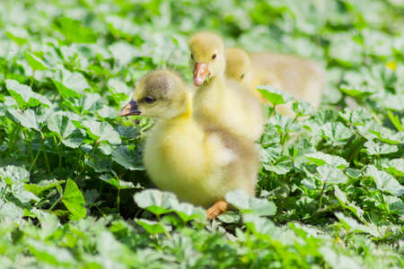 Several goslings of domestic gray geese among tall grassの写真素材