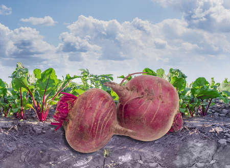 Two beetroots on the vegetables bed against the background of the field with growing beets and the skyの写真素材