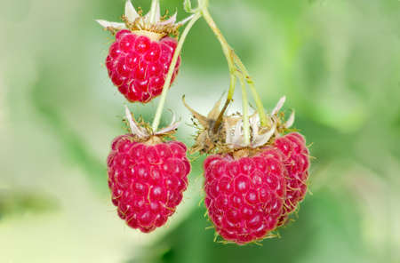 Several berries of fresh cultivated red raspberry on the bush on blurred background closeup