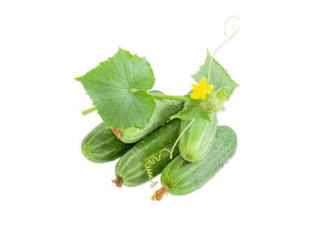Several fresh cucumbers and creeping vine of cucumber with leaves, tendrils and flowers on a light backgroundの写真素材