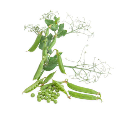 Several fresh green peas shelled from the pods, several pods of a peas and branch with pods and leaves on a light backgroundの写真素材