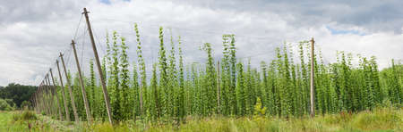 Panorama of hop yard on the background of sky with thunder cloudsの写真素材
