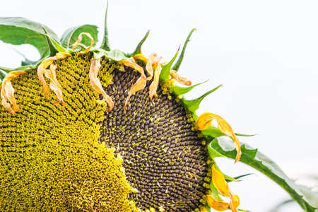 Fragment of a flower head of sunflower with ripening seeds