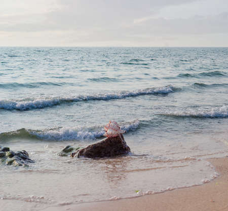 Sea shell on a stone on a sandy beach against the sea in the morning