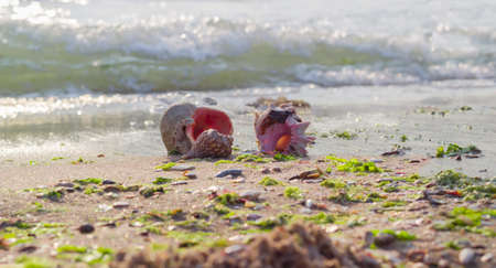 Several sea shells on a sandy beach against the sea in the morningの写真素材