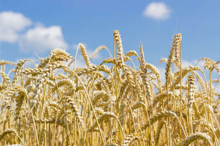 Ripe wheat on a field against the skyの写真素材
