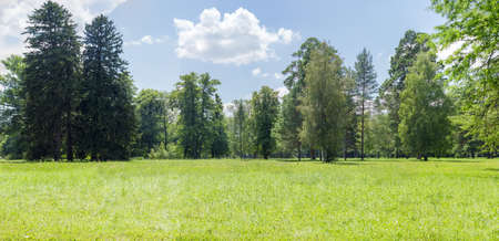 Panorama of a glade in a park with a deciduous and conifers trees on the backgroundの写真素材