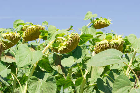 Ripening sunflowers on a field against the skyの写真素材